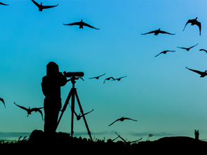 Birdwatching