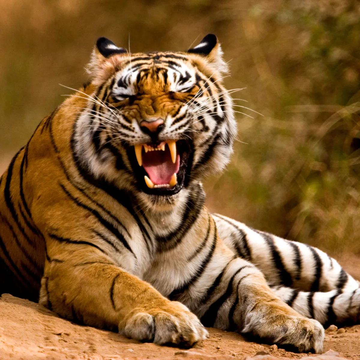 Tiger